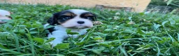 Cavalier King Charles Spaniel perros en venta: Cachorro Cavalier King Charles Spaniel - Anuncio 2