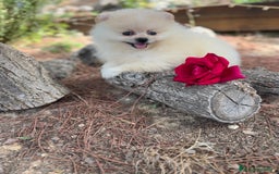 Pomerania perros en venta: Pomerania macho disponible  - Imagen 3