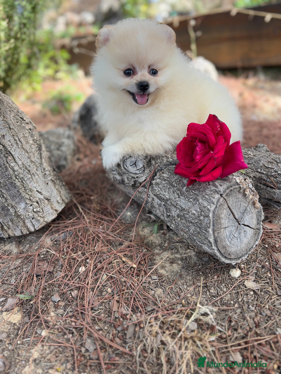 Pomerania perros en venta: Pomerania macho disponible  - Imagen 3