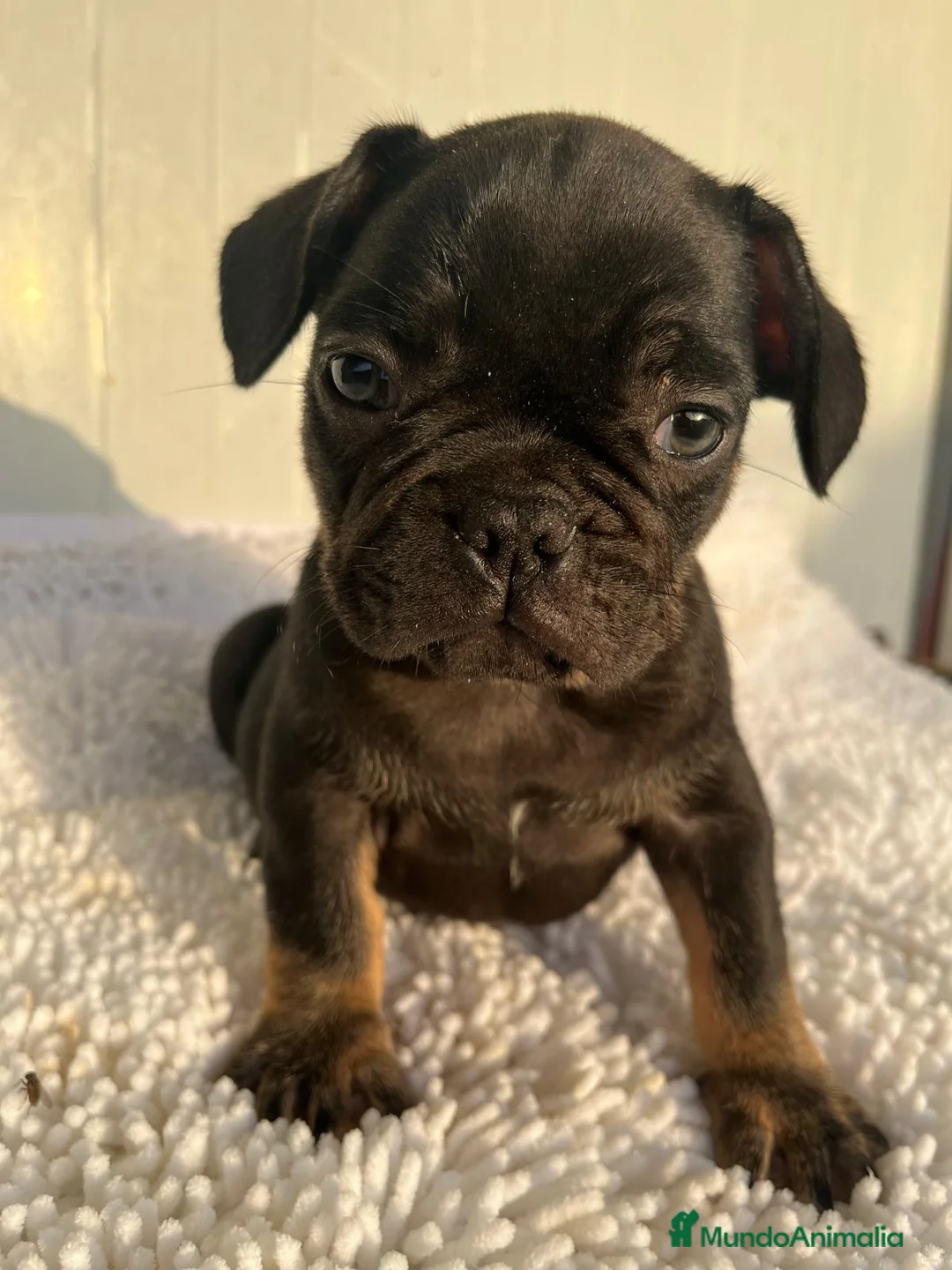 Bulldog Francés perros en venta: Bulldog Frances  - Anuncio 1