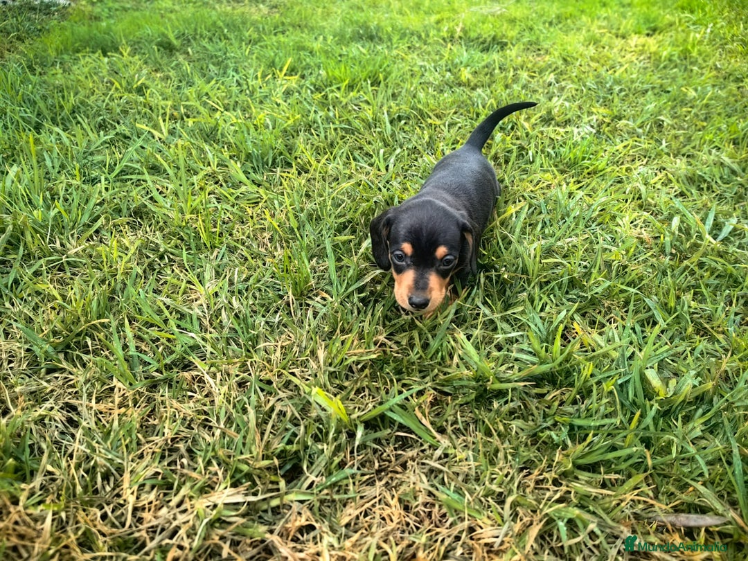 Teckel Miniatura perros en venta: Teckel miniatura  - Anuncio 7