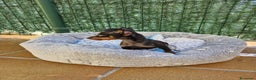 Ratón de Praga perros en venta: Ratón de Praga  en Barcelona - Anuncio 3