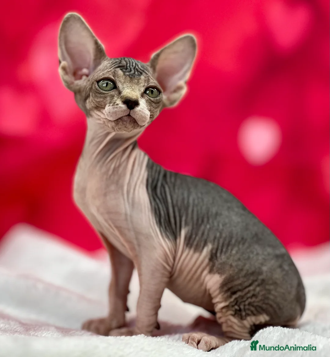 Sphynx gatos en venta: Preciosa camada de sphynx  - Anuncio 3