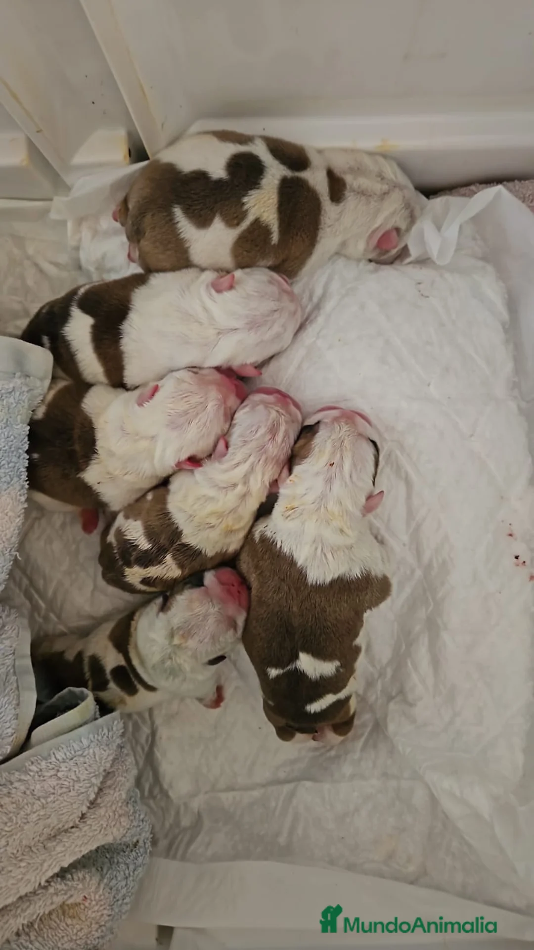 Bulldog Inglés perros en venta: Bulldog ingles, próxima camada - Anuncio 2
