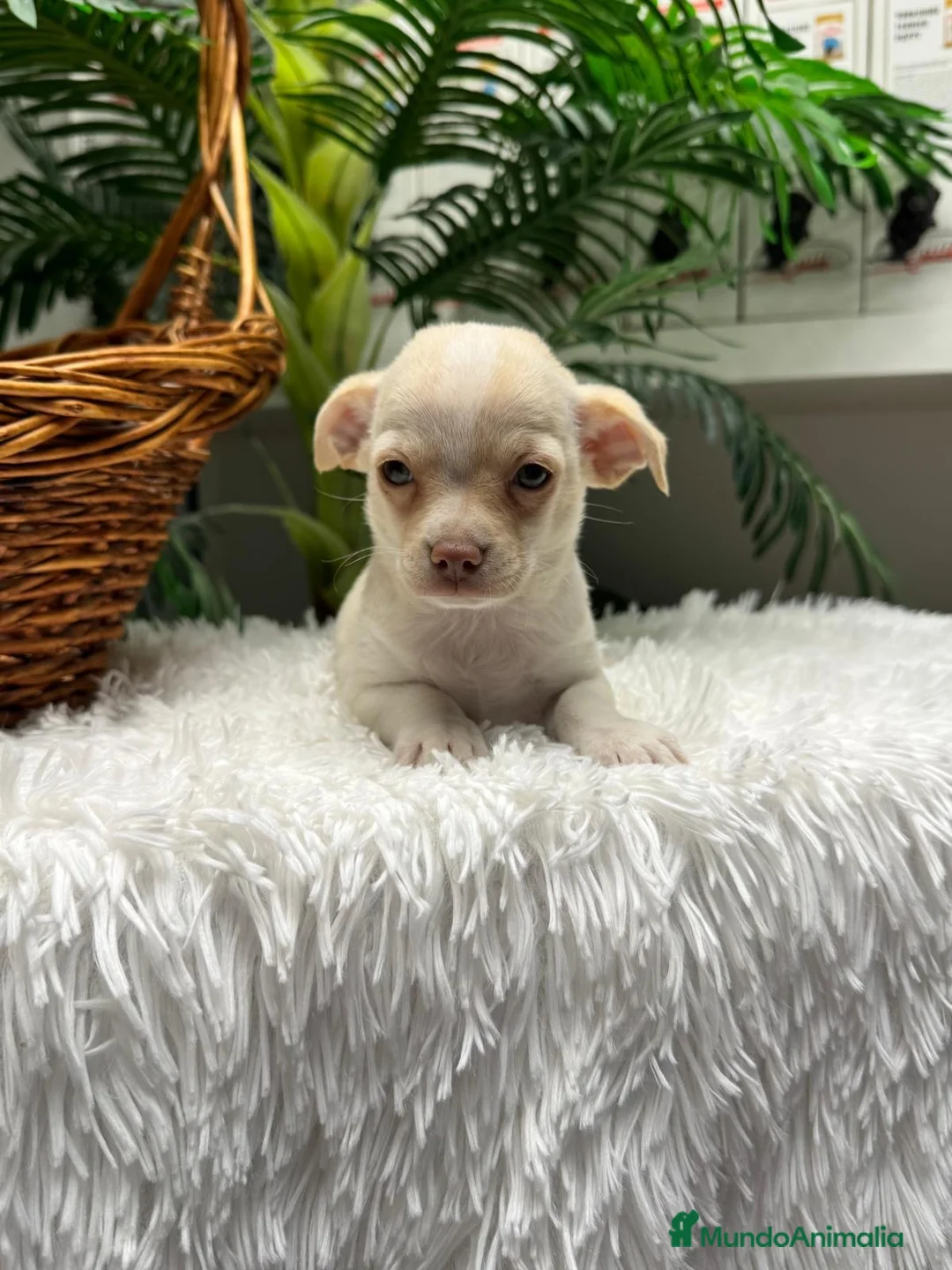 Chihuahua perros en venta: CHIHUAHUA - Anuncio 2