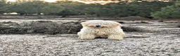Perro de Agua Español perros en venta: ABRIMOS reservas  en Madrid - Anuncio 9