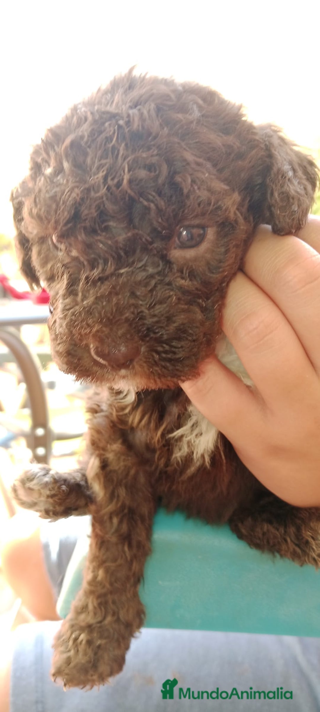 Perro de Agua Español perros en venta: Hembras perro de aguas - Imagen 5