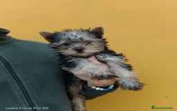 Bichón Maltés perros en venta: PRECIOSOS CACHORROS - Anuncio 5