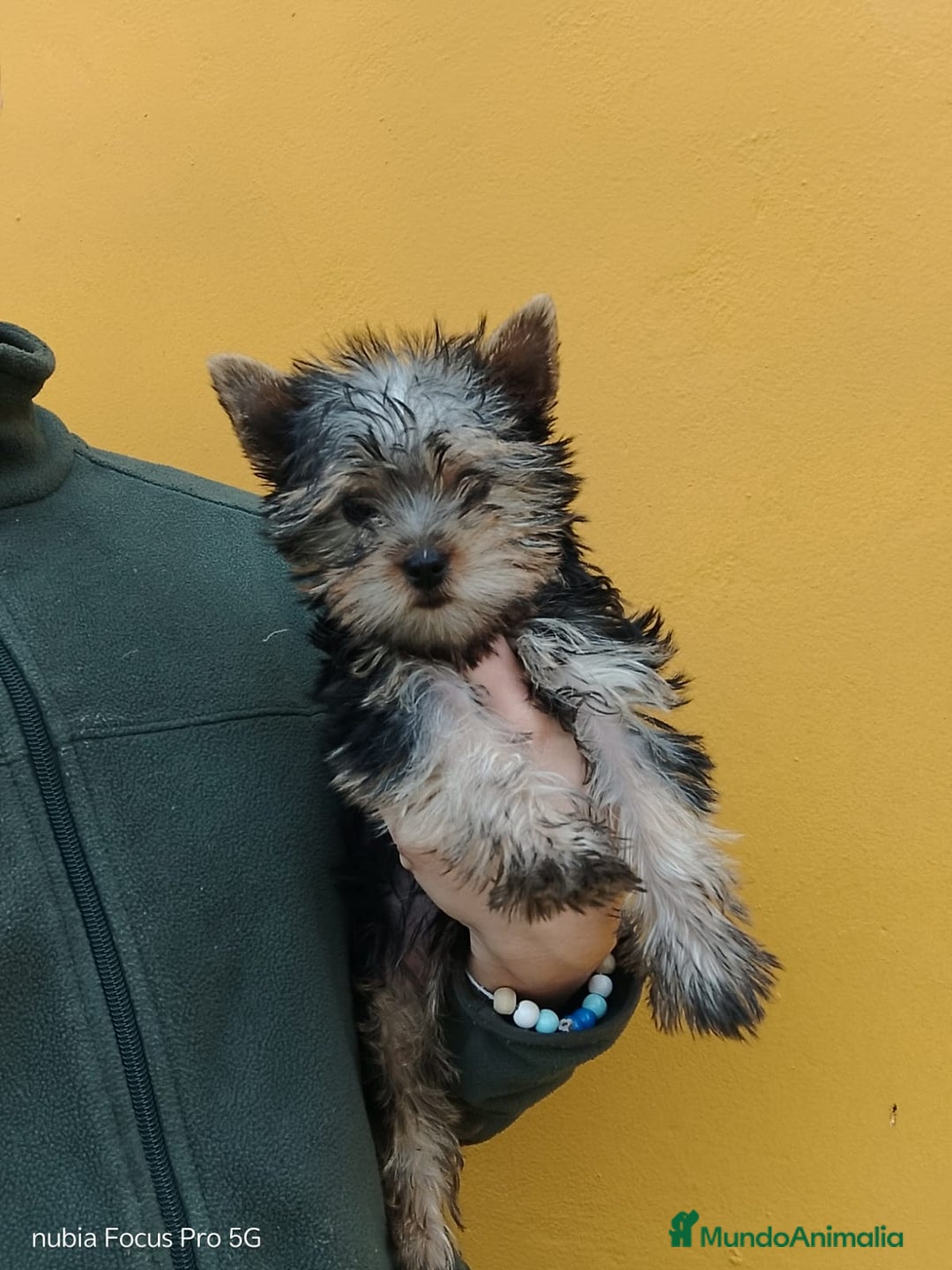 Bichón Maltés perros en venta: PRECIOSOS CACHORROS - Anuncio 5