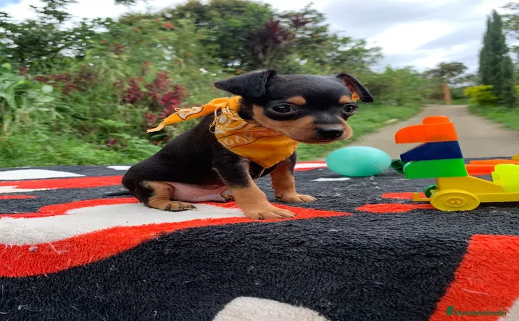Pinscher Miniatura perros - Propaganda 7