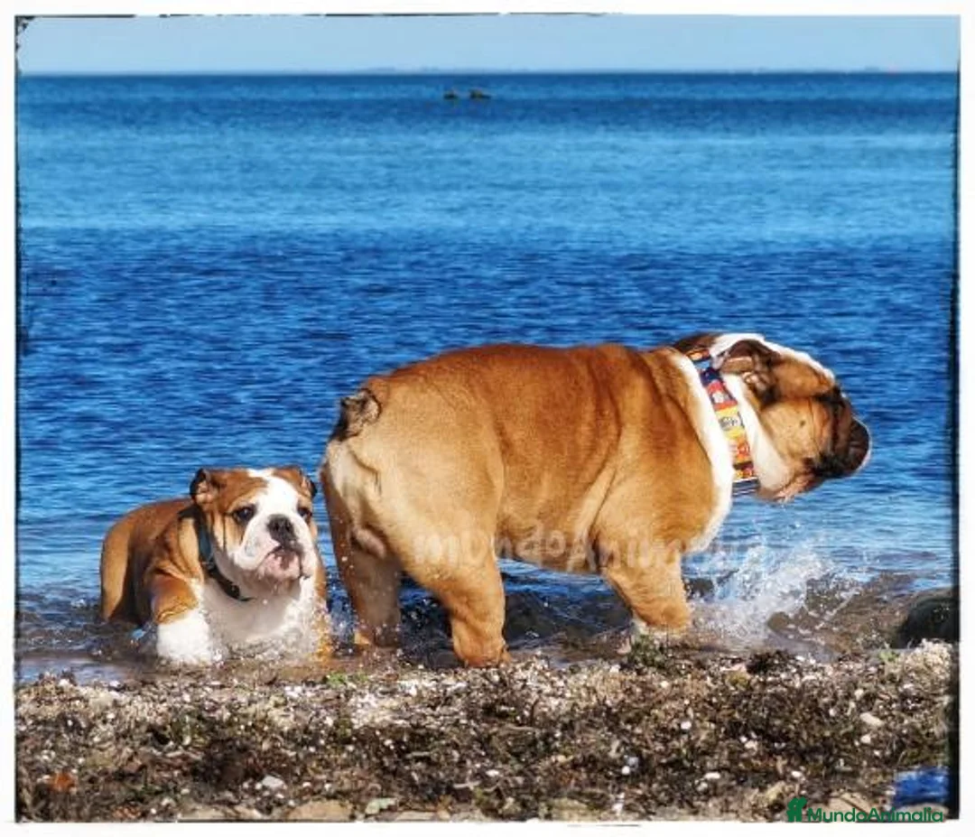 Imagen de galería {{count}}