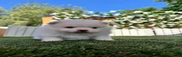 Pomerania perros en venta: POMERANIA - Anuncio 12
