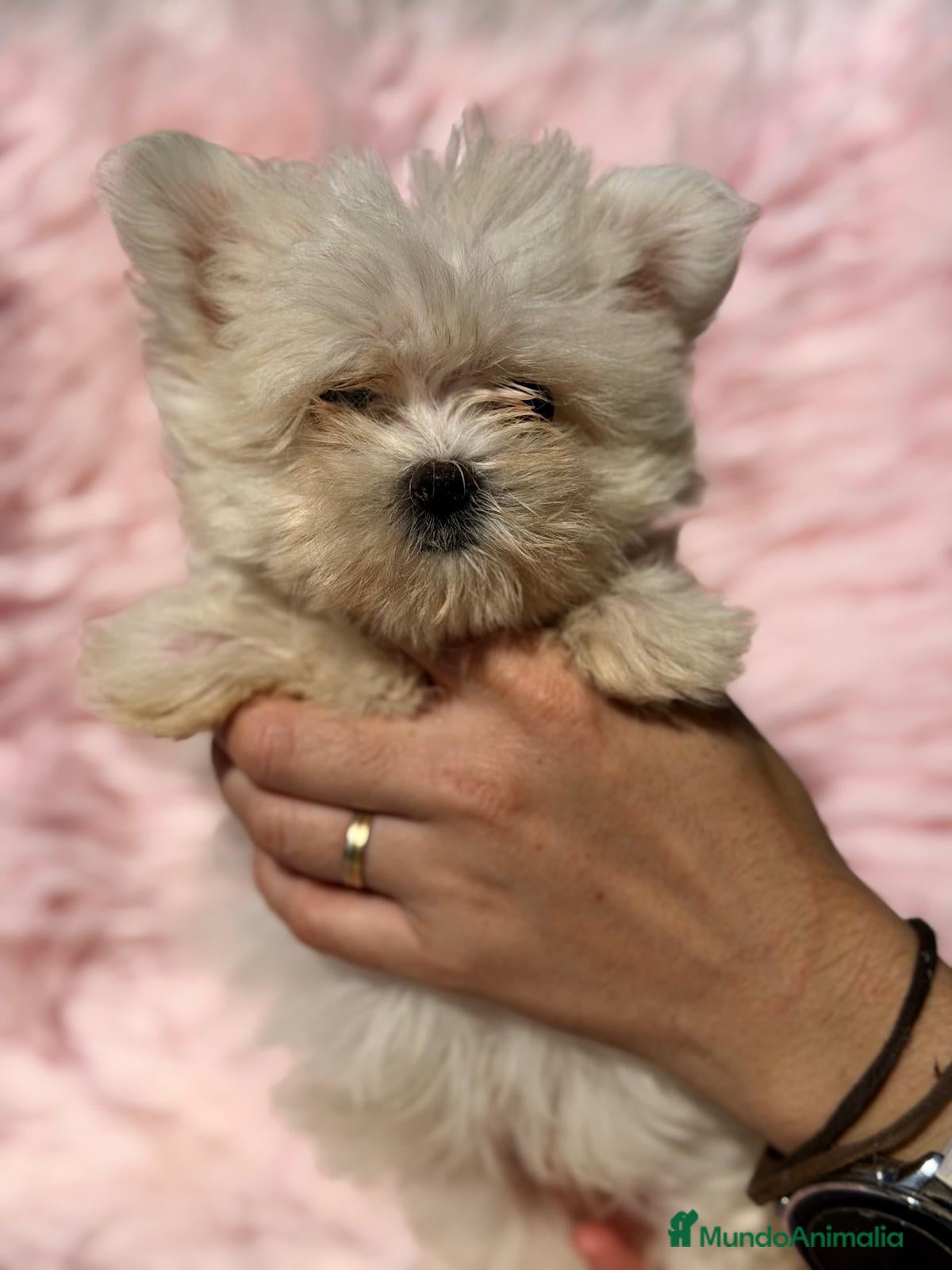 Bichón Maltés perros BICHÓN MALTES COREANO HEMBRA - Anuncio 3