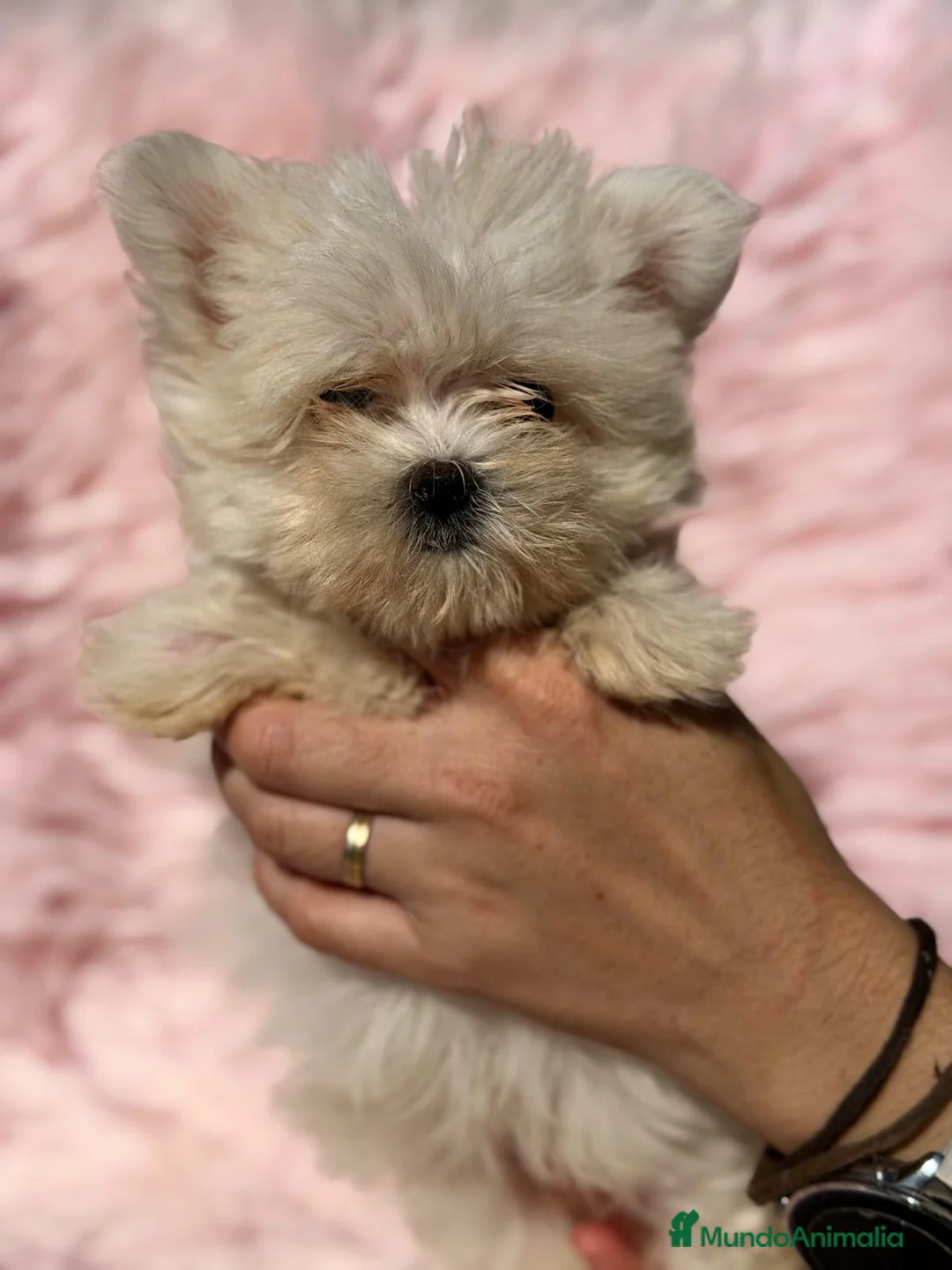 Bichón Maltés perros en venta: BICHÓN MALTES COREANO HEMBRA - Anuncio 1