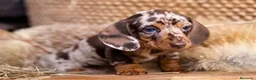 Teckel Miniatura perros en venta: teckel  - Anuncio 2