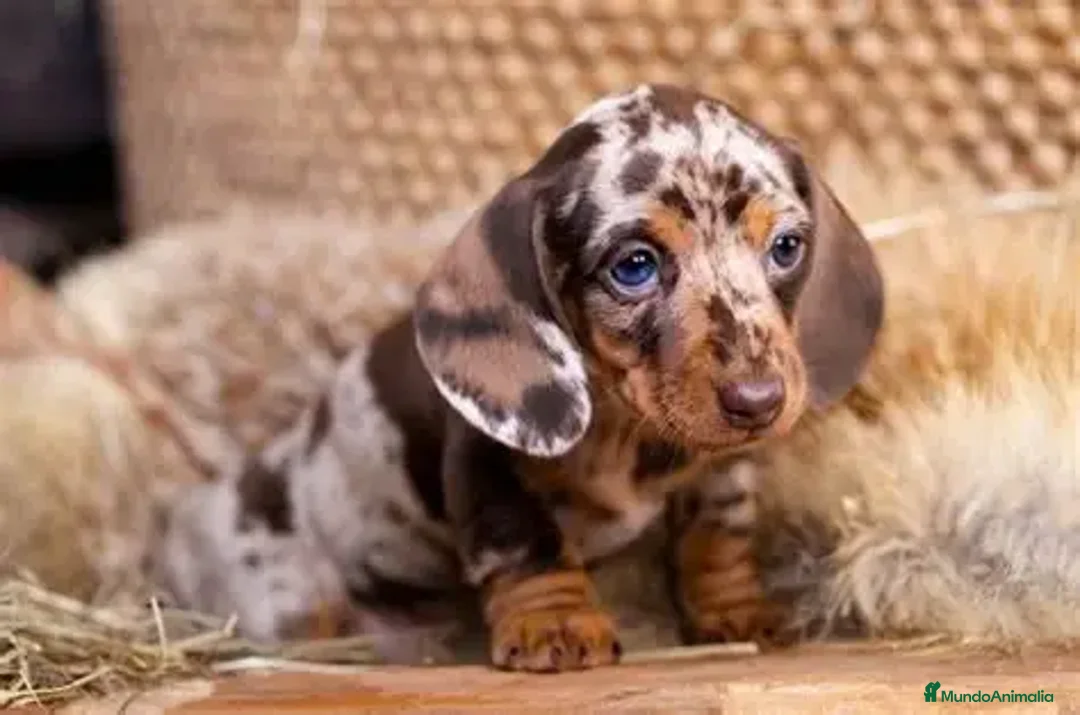 Teckel Miniatura perros en venta: teckel  - Anuncio 2