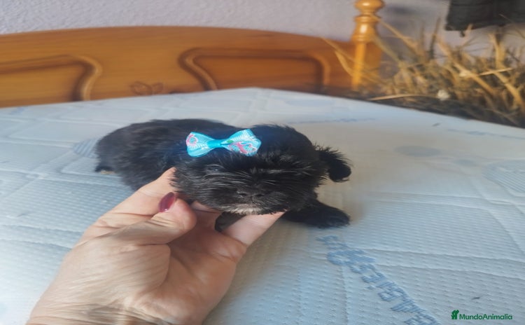 Maltipoo perros - Anuncio 1