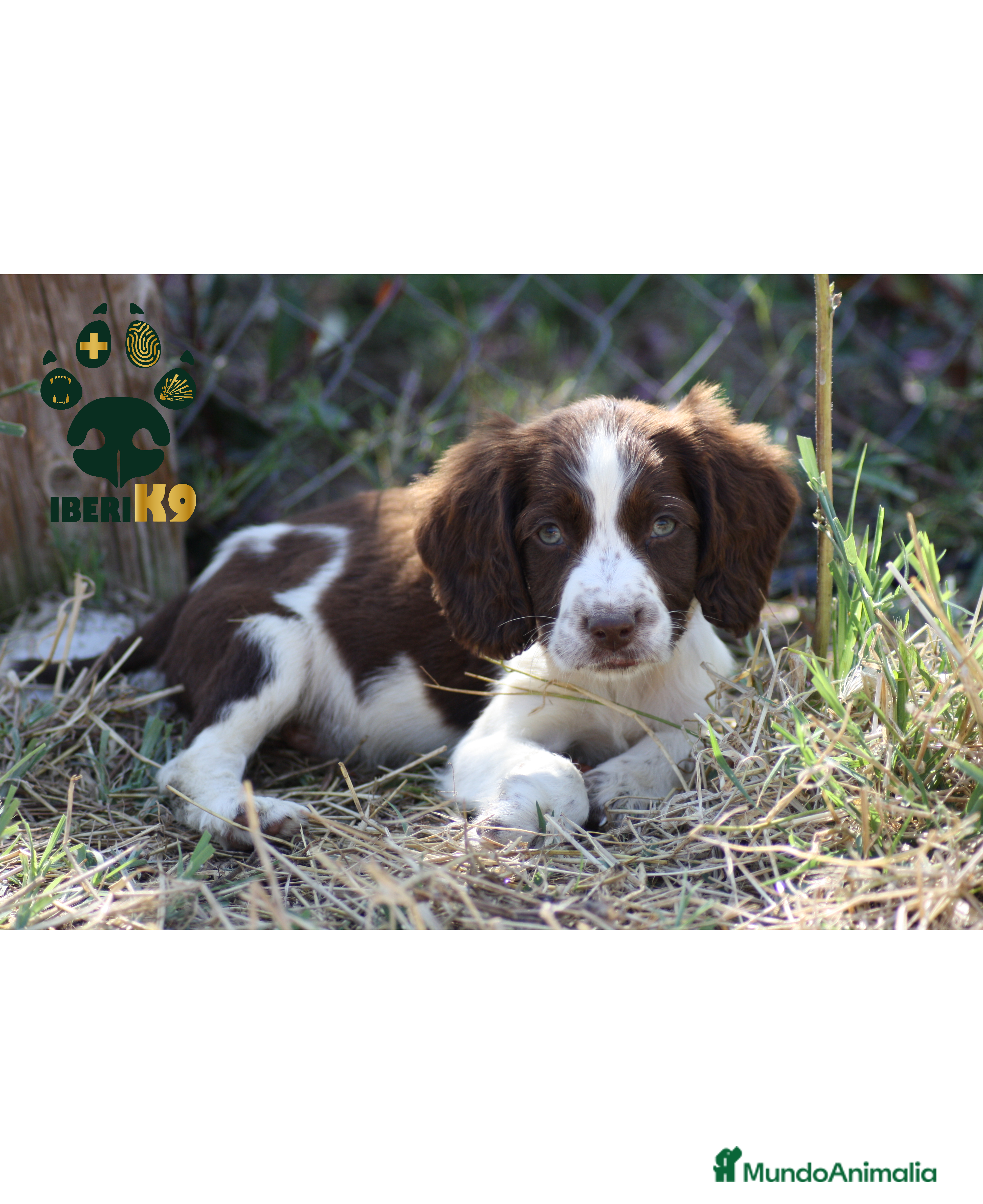 English Springer Spaniel perros Cachorros springer spaniel seriedad - Anuncio 1