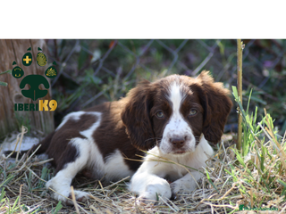 English Springer Spaniel perros Cachorros springer spaniel seriedad - Anuncio 1