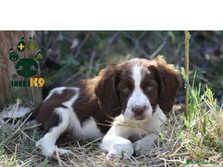 English Springer Spaniel perros Cachorros springer spaniel seriedad - Anuncio 1