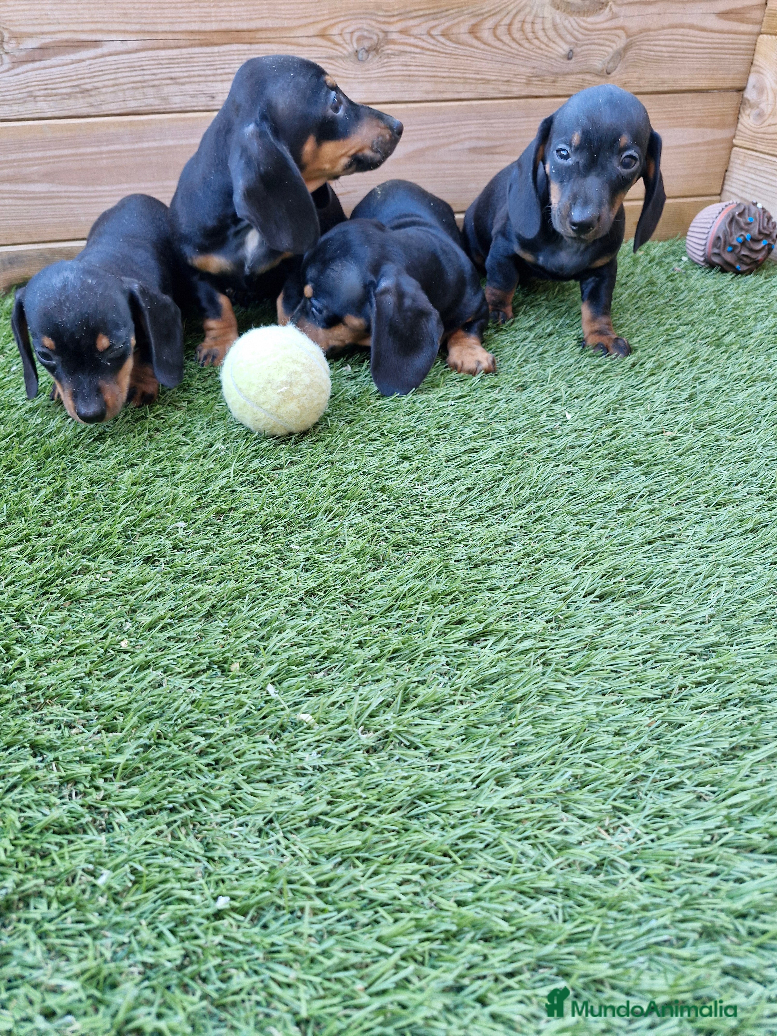 Teckel perros TECKEL  en Barcelona - Anuncio 2