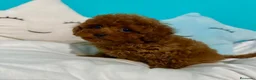 Caniche Toy perros en venta: Caniche  toy hembra y macho !!! - Anuncio 4