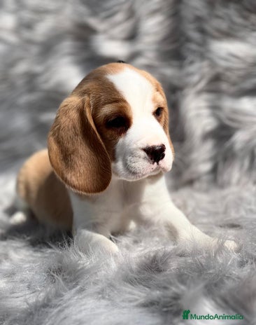 Beagle perros en Barcelona - Anuncio 2