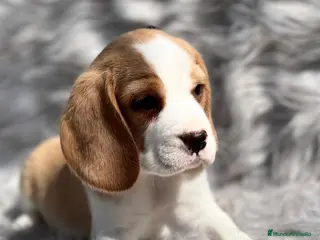 Beagle perros Beagle limon en Barcelona - Anuncio 12