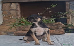 Chihuahua perros en venta: Chihuahua tricolor - Imagen 2