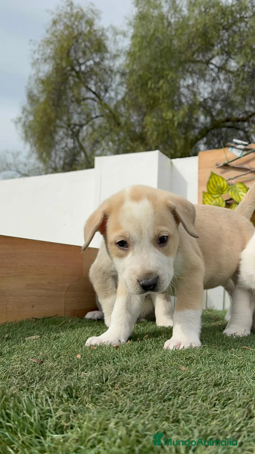 Mastín Español perros en venta: MASTIN ESPAÑOL HEMBRAS - Anuncio 6
