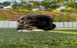 Perro de Agua Español perros en venta: PERRO DE AGUA HEMBRA - Imagen 7