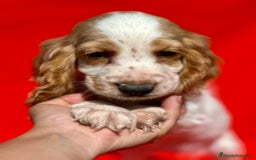 Cocker Spaniel Inglés perros en venta: COCKER SPANIEL INGLÉS RUANO HEMBRAS - Imagen 5
