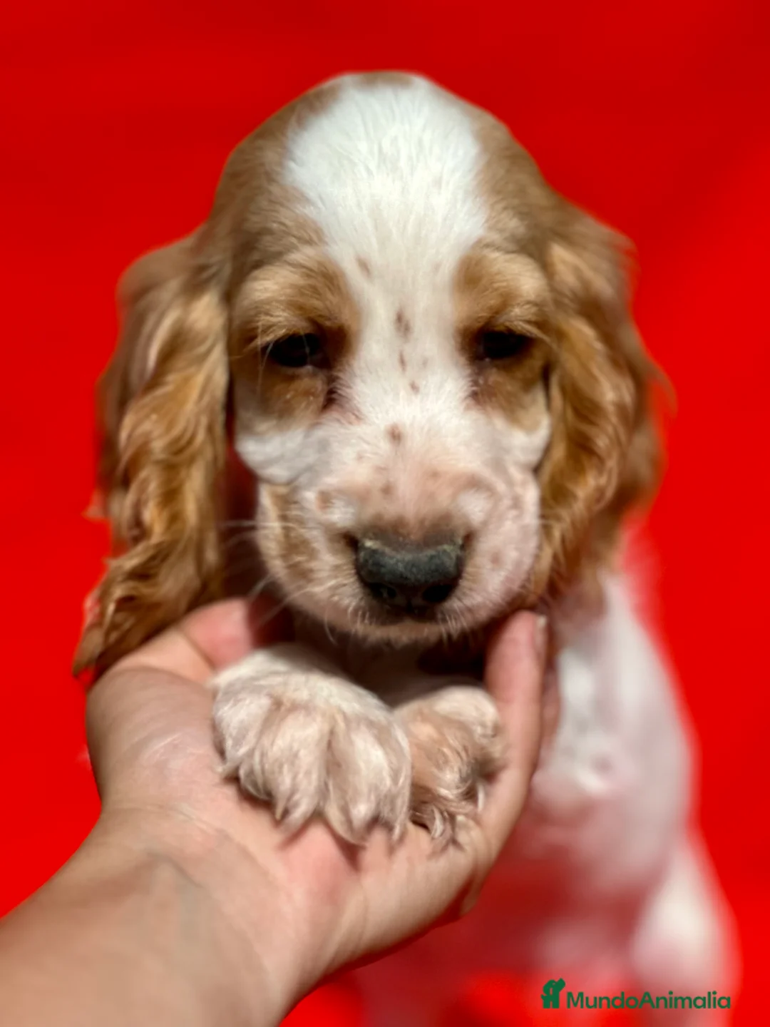 Cocker Spaniel Inglés perros en venta: COCKER SPANIEL INGLÉS RUANO HEMBRAS - Anuncio 5