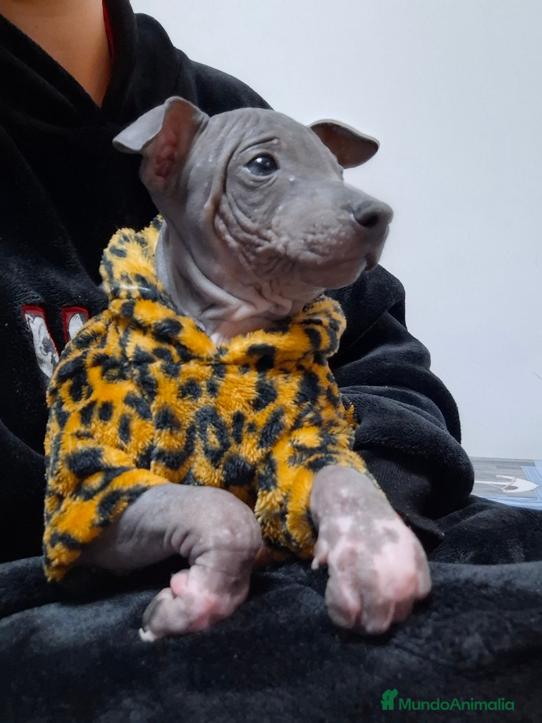 Perro Sin Pelo de Perú perros en venta: American hairles terrier  - Anuncio 6