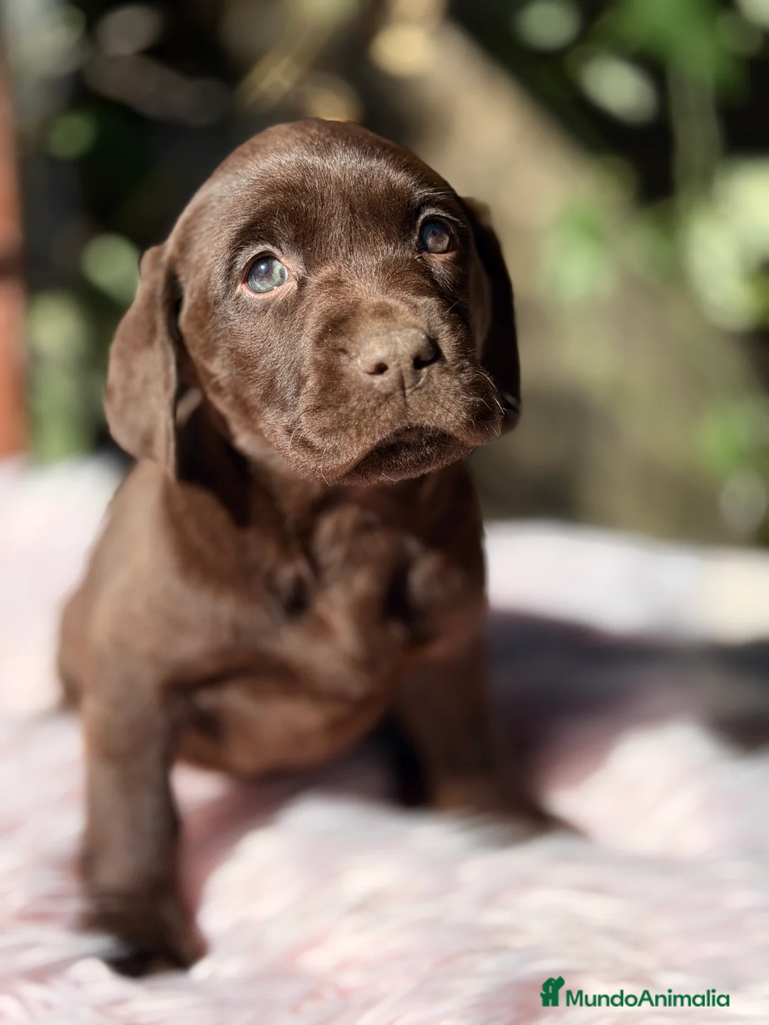 Labrador Retriever perros en venta: Labradora chocolate  - Anuncio 5