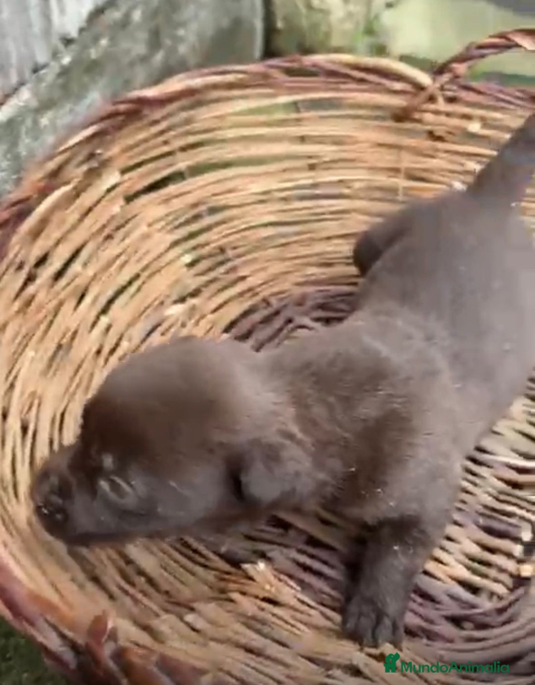 Labrador Retriever perros en venta: Labrador retriever  - Anuncio 9