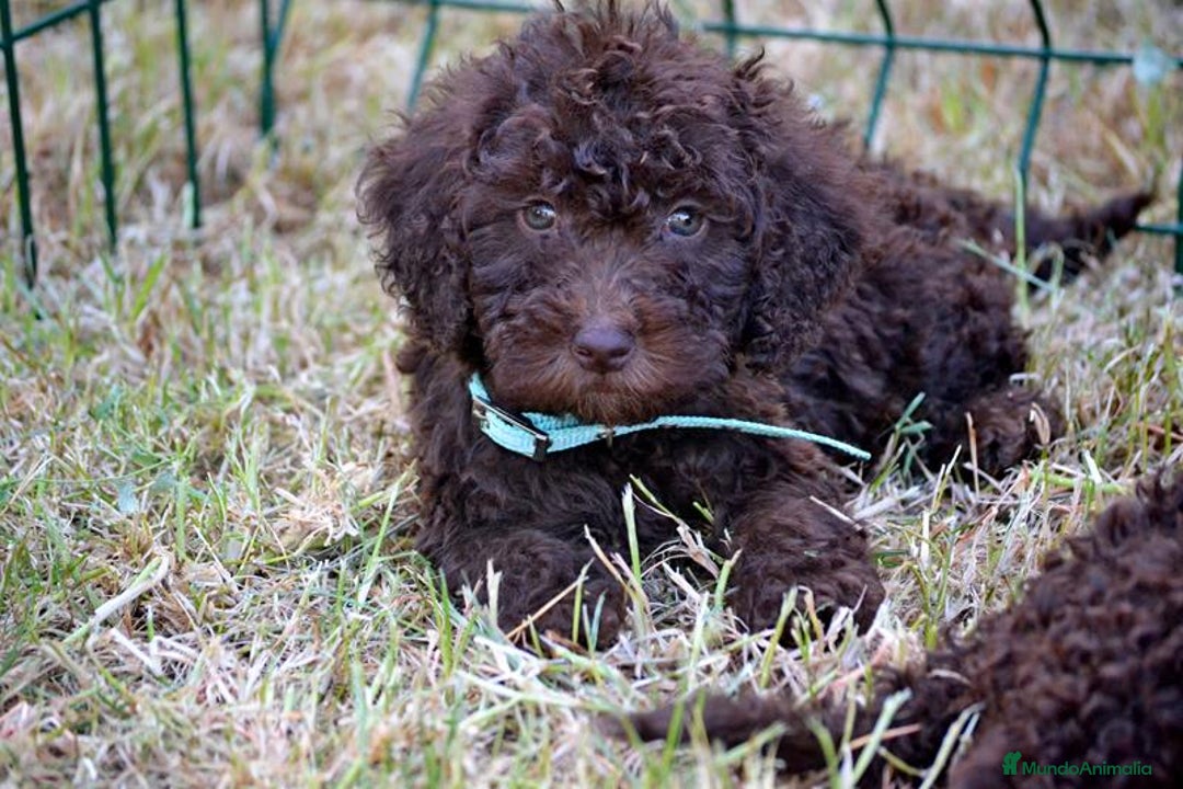 Perro de Agua Español perros en venta: Cachorros perro de agua español - Imagen 13