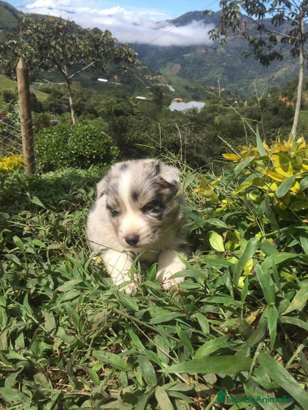 Border Collie perros en venta: Border collie preciosos  - Anuncio 2