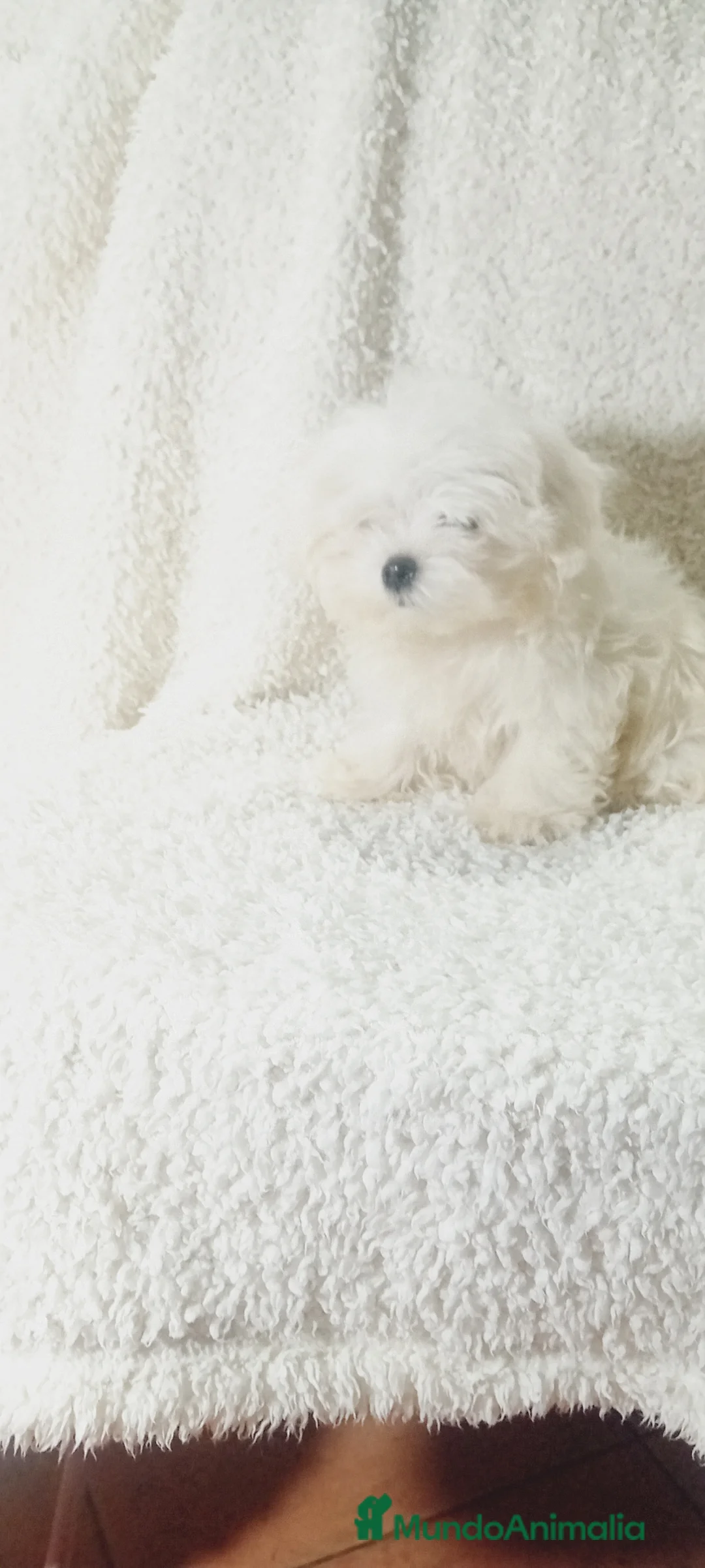 Bichón Maltés perros en venta: ‼️‼️PRECIOSA CAMADA DE BICHÓN MALTES COREANO TOY - Anuncio 5