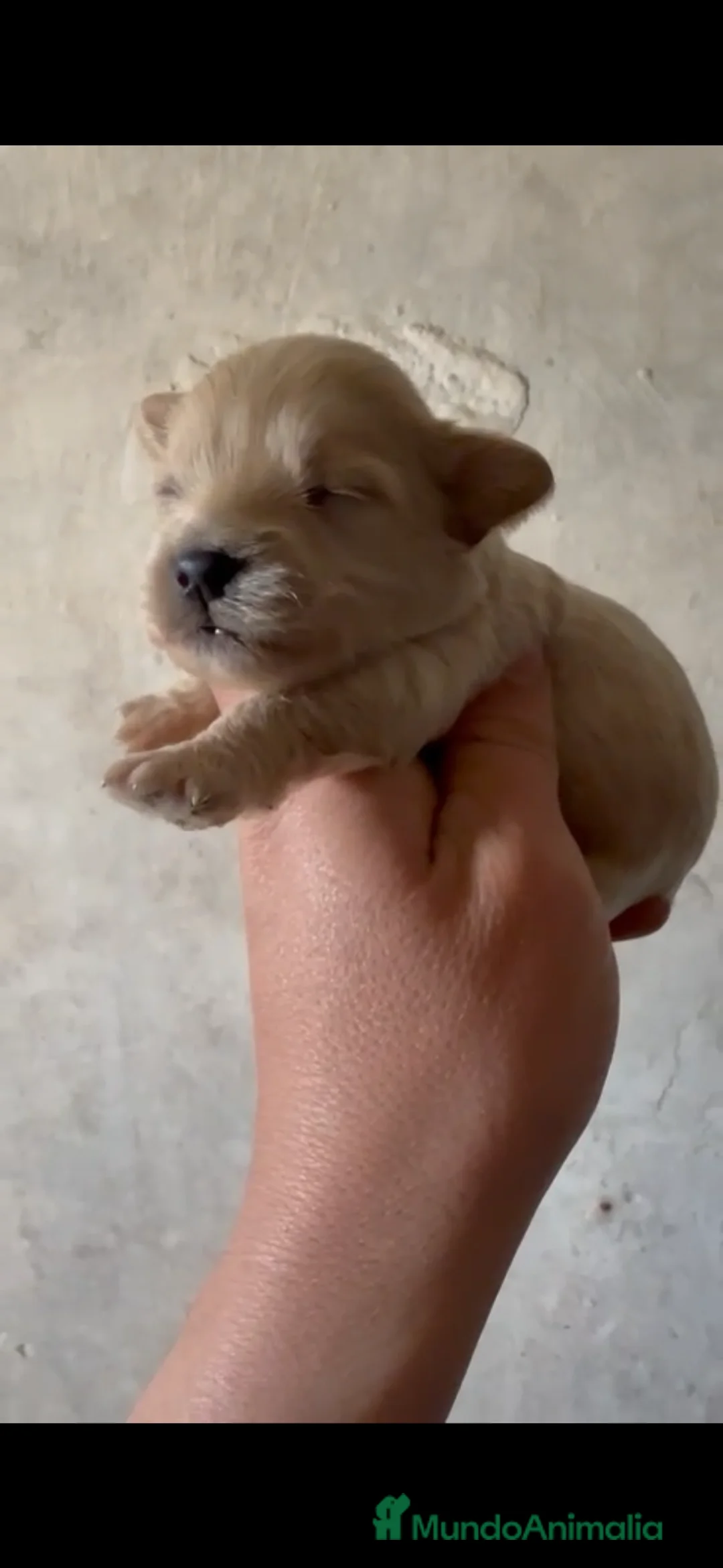 Maltipoo perros en venta: Maltipoo disponible para reservar - Anuncio 2
