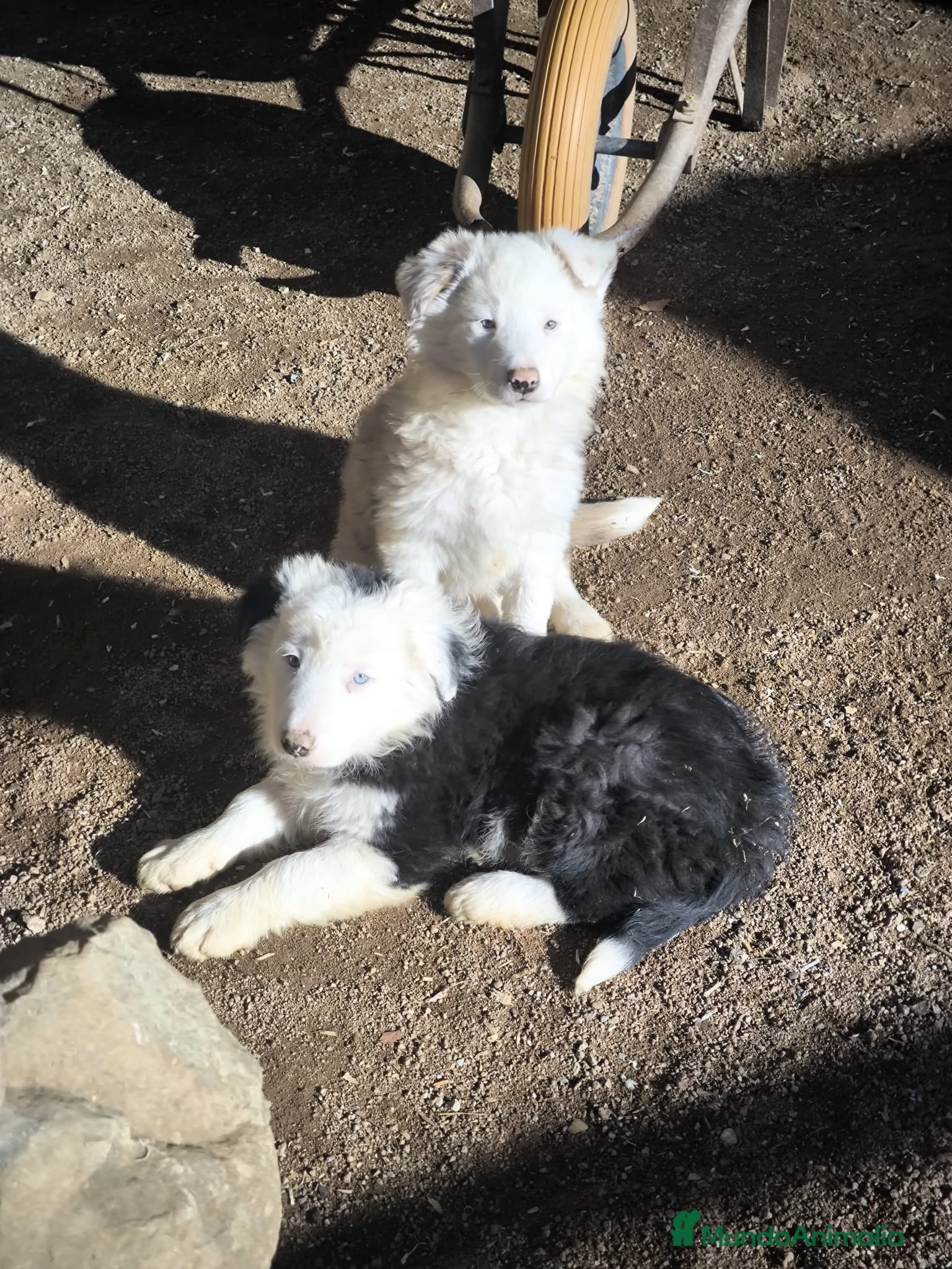 Border Collie perros Cachorros border collie ojos azules! - Anuncio 1