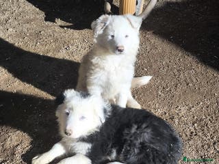 Border Collie perros Cachorros border collie ojos azules! - Anuncio 1