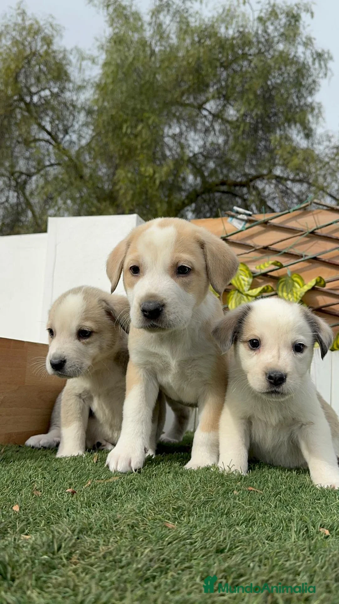 Mastín Español perros en venta: MASTIN ESPAÑOL HEMBRAS - Anuncio 26