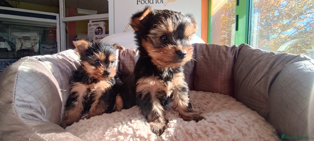 Yorkshire Terrier perros en venta: Cachorros de Yorkshire  - Anuncio 7