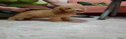 Caniche Toy perros en venta: Caniche toy - Anuncio 3