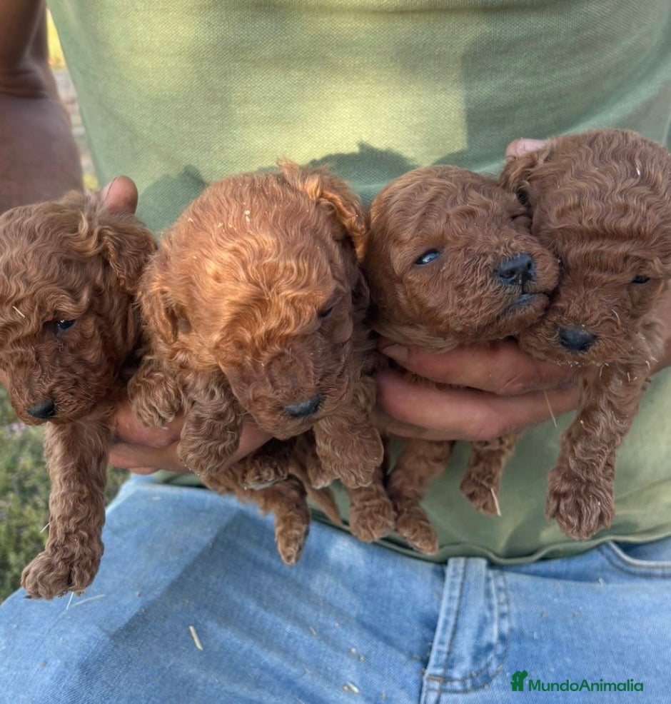 Caniche Enano perros Caniche - Anuncio 1