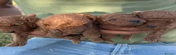 Caniche Enano perros en venta: Caniche - Anuncio 1