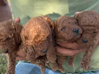Caniche Enano perros Caniche - Anuncio 1