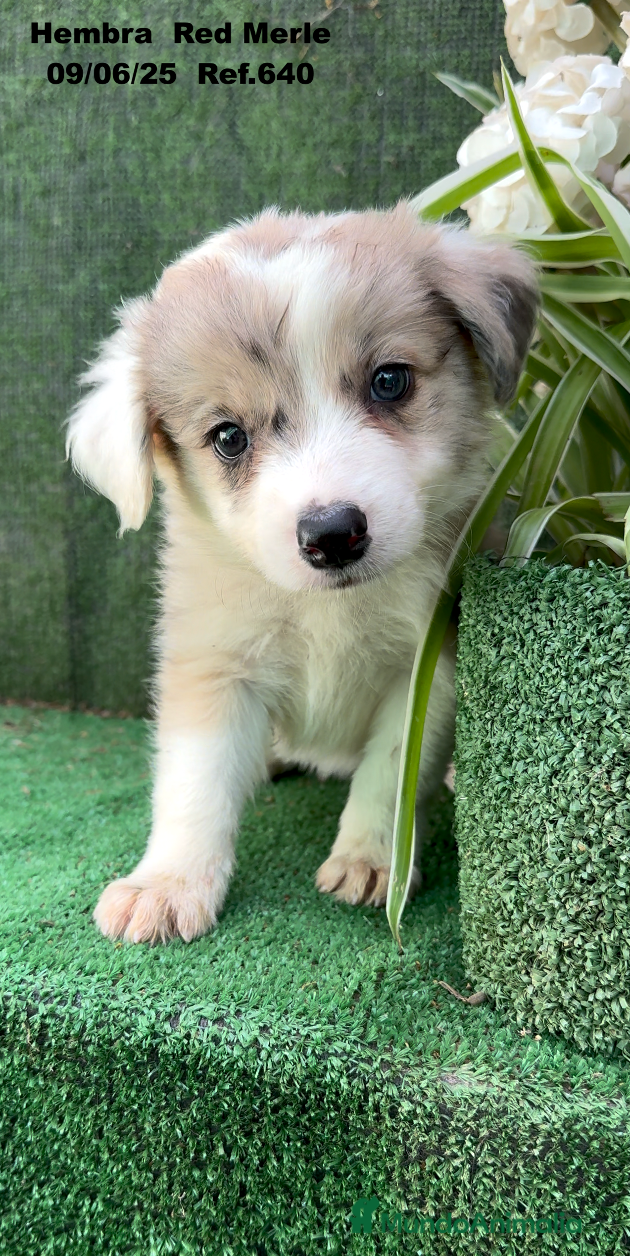 Border Collie perros BORDER COLLIE DE VILLA BIZNAGA - Anuncio 4