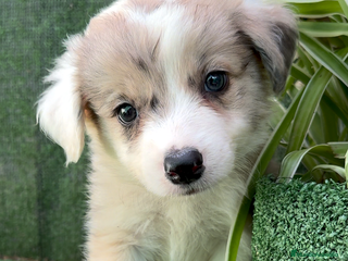 Border Collie perros BORDER COLLIE DE VILLA BIZNAGA - Anuncio 10